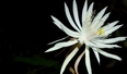 The Kadupul Flower: The Midnight Miracle of Sri Lanka